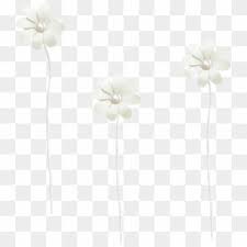 White Flower Png Transparent For Free Download Pngfind ✓ free for commercial use ✓ high quality images. white flower png transparent for free