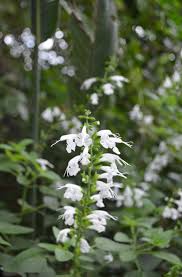 Image result for Pavetta zeyheri