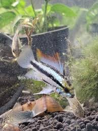 Image result for Triraphis schinzii