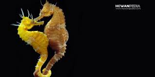 We did not find results for: 18 Arti Mimpi Bertemu Kuda Laut Menurut Primbon Jawa Hewanpedia