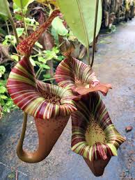 A nice display. N. (eymae x veitchii) x platychila. :)