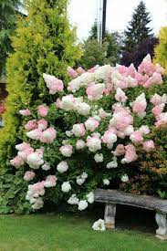 The Lovely Vanilla Strawberry Hydrangea Learn More About It Here Http Vbelleblog Com S Vanill Hydrangea Garden Hydrangea Landscaping Planting Hydrangeas