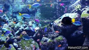 The top 5 most beautiful coral species. 3 Hours Of Beautiful Coral Reef Fish Relaxing Ocean Fish Aquarium Fish Tank Relax Music 1080p Hd On Make A Gif