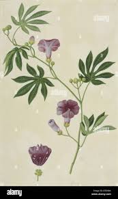 Image result for Ipomoea involucrata