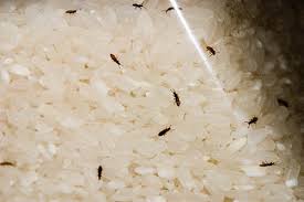 It's also one place you're more likely to find these unwanted pests. Rice Bug Farm Protozoic
