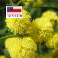 Image result for Acacia decurrens