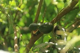 Image result for Vangueria ferruginea