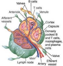 Lymph Node Definition Of Lymph Node By Medical Dictionary Lymph Massage Medical Dictionary Lymph Nodes