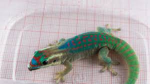 Coingecko virtual meetup #12 coingecko premium nft spotlight #2 coingecko q1 2021 crypto report coingecko portfolio top 5 features on coingecko video coingecko buzz coingecko candy rewards subscribe newsletter download mobile app coingecko candy purchase coingecko merchandise join facebook group listen to the podcast Rip Russian Space Sex Geckos 2014 2014 Wired Uk