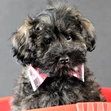 Have a puppy for sale list it here in our puppies classifieds for free, there is no fees to list your puppy ad. Schnoodle Puppies For Sale Online Shopping