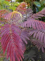 We did not find results for: Arbre De Soie Evey S Pride Albizia Julibrissin Evey S Pride Le Jardin Du Pic Vert