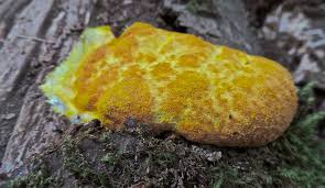 From wikimedia commons, the free media repository. Is Dog Vomit Slime Mold Dangerous Ways2gogreen