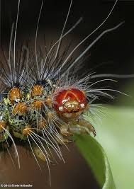 Black And Red Fuzzy Caterpillar Ontario Caterpillar Of The Tussock Moth Caterpillar Insect Weird Animals Caterpillar