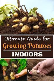 Ultimate Guide For Growing Potatoes Indoors Growing Potatoes Growing Potatoes Indoors Growing Food Indoors