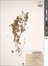 Image result for Pycnospora