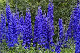 Delphinium is a genus of about 300 species of perennial flowering plants in the family ranunculaceae, native throughout the northern hemisphere and also on the high mountains of. How To Grow Delphiniums Bbc Gardeners World Magazine