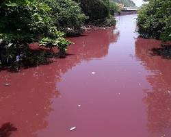 Image of Red algae in rivers