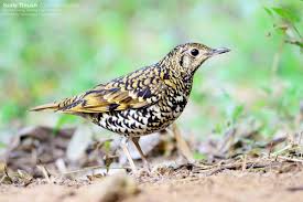 Image result for トラツグミ