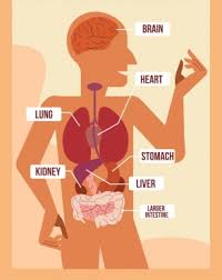 Each of these organs forms an organ system to carry out the most crucial process. Human Body Outline Free Vector Download 13 360 Free Vector For Commercial Use Format Ai Eps Cdr Svg Vector Illustration Graphic Art Design