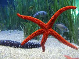 Sejak hari pertama saya di kapal, kami bekerja dari jam 7 pagi, dimulai dengan. Gratis Bintang Laut Merah Foto Piqsels