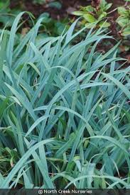 Image result for Carex conferta