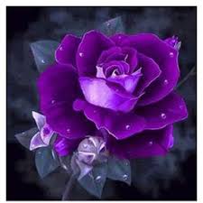 Maybe you would like to learn more about one of these? 5d Diamond Painting Purple Rose Kit Purple Roses Purple Flowers Flowers