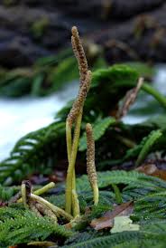 Image result for Hydrostachys polymorpha