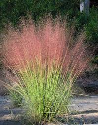 As the weather begins to get cooler during the fall, this grass really comes to life. Great Design Plant Pink Muhly Grass