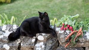 Cats should never have onion, garlic, kelp, grapes or raisins, sugary treats, chocolate, and alcoholic or caffeinated drinks, even in small doses. Can Cats Eat Carrots Are Carrots Safe For Cats Cattime