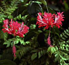 Vintage floral china, chippy painted finishes and lots of chinese lanterns! Hibiscus Schizopetalus Hibiscus Schizopetalus Japanese Lantern Coral Hibiscus Fringed Hibiscus Plant Lust