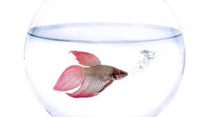 1,859 likes · 19 talking about this. Cara Membuat Makanan Ikan Cupang Di Rumah Jadi Alternatif Hemat Hot Liputan6 Com