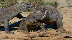 Hewan ini telah lama menjadi 'tersangka' bagi kematian dan hilangnya beberapa manusia. Inilah 10 Fakta Tentang Komodo Yang Tak Banyak Diketahui Tentik