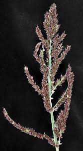 Image result for Echinochloa