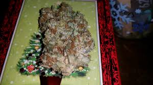 Infinite euphoria top cola week 4. Sensi Seeds Northern Lights Fem Smoke Reports Opengrow