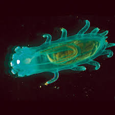 We did not find results for: Pin Auf Invertebrates