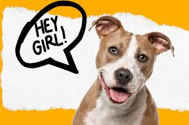How to say hi in dog language. Can Stella The Instagram Dog Really Talk