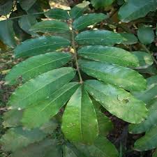 Image result for Trichilia capitata