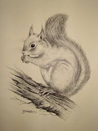 Vintage Ink Sketch Drawing Of A Squirrel Signed N F Shenton Art Drawings Sketches Ink Sketch Drawing Sketches