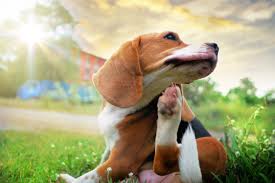 Included in the augusta ga pest control. Parasite Prevention And Treatment Veterinarian In Augusta Ga Paradise Animal Hospital