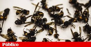 Os primeiros ninhos de vespas gigantes asiáticas na américa do norte . Portugal Tenta Recuperar Os Anos De Avanco Que Deu A Vespa Asiatica Ambiente Publico