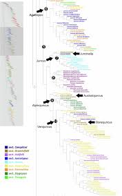 Image result for Hypolytrum goetghebeur