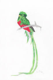 Quetzal Bird Drawing By Caitlin Pennington 1) draw a rectangle that will define the conditional proportions and boundaries of the chosen 2) from the middle of the rectangle, draw one vertical and one horizontal line equally dividing the shape. quetzal bird by caitlin pennington