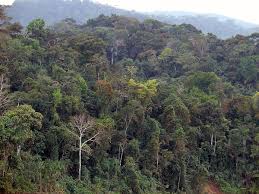 What is the difference between jungle and rainforest? Peruvian Amazonia Wikipedia