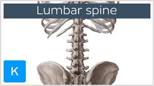 This disc squashes slightly to absorb any shocks. Lumbar Vertebrae Physiopedia