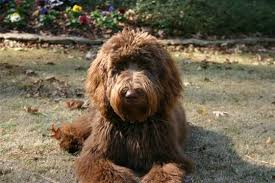 The lowest generation we are now breeding are f2 labradoodles. Doo South Labradoodles Home Of The Very Best Labradoodles You Can Find