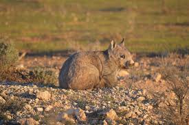Image result for Southern hairy-nosed wombat