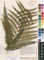 Image result for Pteris friesii
