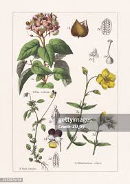 Image result for Bixaceae