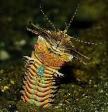 The more common worm, the detritus worm, is naturally found in many aquariums, and any overpopulation can be fixed with proper maintenance. Absurd Creature Of The Week 10 Foot Bobbit Worm Is The Ocean S Most Disturbing Predator Wired
