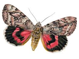 Image result for Catocala electa